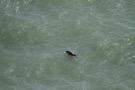 Missing Picture